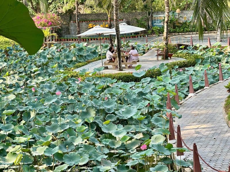 Lotus Lake Scenic Walk